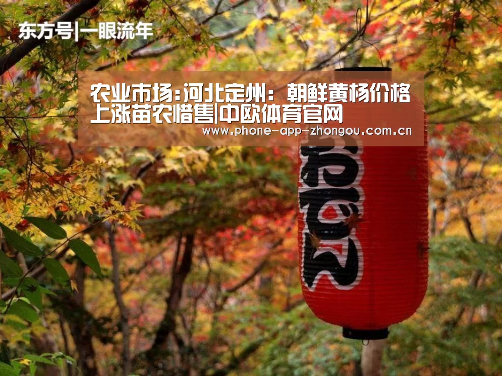 农业市场:河北定州:朝鲜黄杨价格上涨苗农惜售|中欧体育官网(图1) 中欧体育平台