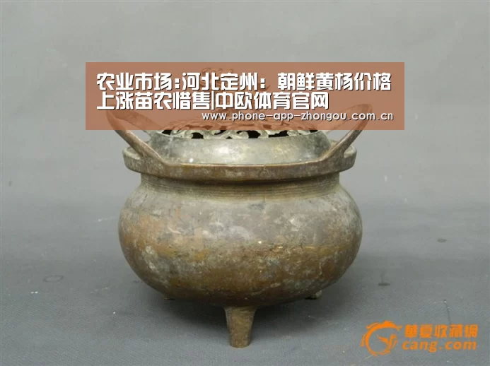 农业市场:河北定州:朝鲜黄杨价格上涨苗农惜售|中欧体育官网(图4) 中欧体育